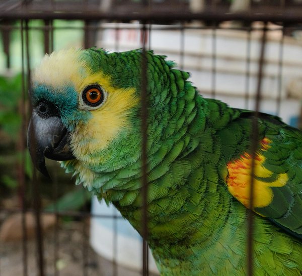 Hoe kun je de voeding van je hond optimaliseren voor een langer leven?